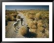 A Man Leads A Horse Down A Dirt Road by Walter Meayers Edwards Limited Edition Print
