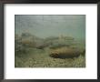 Cutthroat Trout Swim About Above A Gravelly Bottom by Michael S. Quinton Limited Edition Print