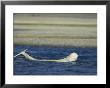 A Beluga Whale Lifts Head And Tail From Water As It Swims Near Shore by Norbert Rosing Limited Edition Print