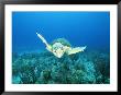 An Endangered Loggerhead Turtle Swims Gracefully Along The Sea Floor by Brian J. Skerry Limited Edition Print