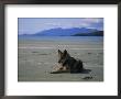 Gray Wolf On Beach by Joel Sartore Limited Edition Pricing Art Print