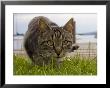 A Close View Of A Cat by Taylor S. Kennedy Limited Edition Pricing Art Print