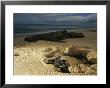 A Female Leatherback Digs Into The Beach To Lay Her Eggs by Michael Nichols Limited Edition Print