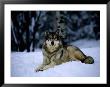 Gray Wolf Resting On New-Fallen Snow by Joel Sartore Limited Edition Print