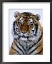 A Siberian Tiger At The Minnesota Zoological Garden by Michael Nichols Limited Edition Print