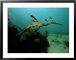 A Weedy Sea Dragon by George Grall Limited Edition Pricing Art Print