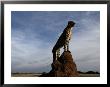 An African Cheetah Guards His Territory From The Top Of A Large Termite Mound by Chris Johns Limited Edition Print