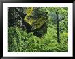 Woodland View With Ferns And Rock, Bayerischer Wald National Park by Norbert Rosing Limited Edition Print