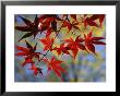 Close Views Of Japanese Maple Leaves by Darlyne A. Murawski Limited Edition Print