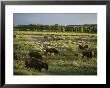 Bison (Bison Bison) Graze On Grasslands In The Park by Michael Melford Limited Edition Pricing Art Print