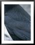 A Close View Of The Back And Wing Of A Raven by Tom Murphy Limited Edition Print