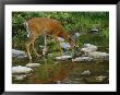 A White-Tailed Deer Drinks From A Stream by Phil Schermeister Limited Edition Print