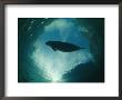 A Florida Manatee Is Silhouetted Against The Sky by Brian J. Skerry Limited Edition Print