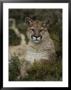 Portrait Of A Mountain Lion With Snowflakes by Jim And Jamie Dutcher Limited Edition Pricing Art Print