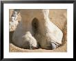 The Photographer Zeroes In On A Dromedary Camels Hoof In The Sahara by Peter Carsten Limited Edition Print