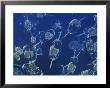 A Close View Of Marine Phytoplankton by Bill Curtsinger Limited Edition Print