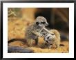 A Pair Of Four-Week-Old Meerkat Pups Romp Near Their Burrow by Mattias Klum Limited Edition Pricing Art Print