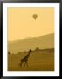 A Masai Giraffe With A Hot Air Balloon Overhead (Giraffa Camelopardalis) by Roy Toft Limited Edition Pricing Art Print
