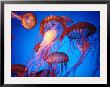 Fleet Of Golden, Long-Tentacled Jellyfish, California by Sisse Brimberg Limited Edition Print
