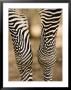 Closeup Of A Grevys Zebra's Legs by Tim Laman Limited Edition Print