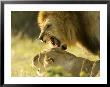 Lions, Lion Pair Mating, Masai Mara, Kenya by Roy Toft Limited Edition Pricing Art Print