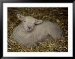 A Lamb Resting In The Hay Almost Seems To Smile by Stephen St. John Limited Edition Print