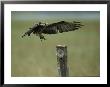 A Snail Kite Clutches An Apple Snail It Plucked From Lake Kissimmee by Raymond Gehman Limited Edition Print