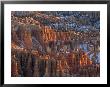 Winter View Of Bryce Canyon National Park by Norbert Rosing Limited Edition Print