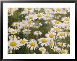 View Of A Field Of Daisies by Paul Zahl Limited Edition Print
