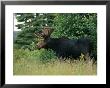 A Large Bull Moose In Tall Grass On The Edge Of A Forest by Phil Schermeister Limited Edition Pricing Art Print