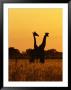 Giraffes Silhouetted At Twilight by Beverly Joubert Limited Edition Pricing Art Print