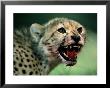An African Cheetah Cub Shows Features Of A Hunter Built For Speed by Chris Johns Limited Edition Print