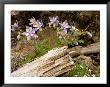 Colorado Columbines Blooming In Early July At 10,000 Feet by Michael S. Lewis Limited Edition Print