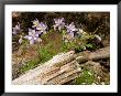 Colorado Columbines Blooming In Early July At 10,000 Feet by Michael S. Lewis Limited Edition Print