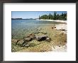 North Shore Of Lake On Rocky Platform Of Forested Laurentian Shield, Lake Superior, Canada by Tony Waltham Limited Edition Print