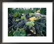 Grapes On A Vine In An Orchard In Umbria by Tino Soriano Limited Edition Pricing Art Print