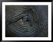 Close Up Of The Eye Of An Asian Elephant by Jodi Cobb Limited Edition Print