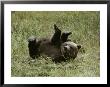 A Young Grizzly Rolls Over Into An Awkward-Looking Position by Michael S. Quinton Limited Edition Pricing Art Print