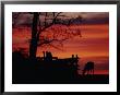 The Sunset Silhouettes A White-Tailed Deer Near A Fence by Raymond Gehman Limited Edition Print