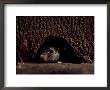 A Rat Peers Out From The Sanctuary Wall by James L. Stanfield Limited Edition Print