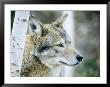 Closeup Of A Captive Coyote, Massachusetts by Tim Laman Limited Edition Print