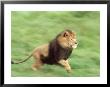 African Lion, Panthera Leo Male Running (Blur-Pan) by Brian Kenney Limited Edition Print