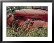 Old Truck In Grassy Field, Whitman County, Washington, Usa by Julie Eggers Limited Edition Print
