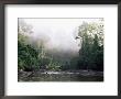 Rainforest, Danum Valley, Sabah, Malaysia, Island Of Borneo, Southeast Asia by Lousie Murray Limited Edition Print