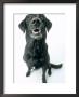 Black Labrador by Zack Burris Inc. Limited Edition Print