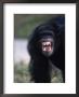 Chimpanzee, Pan Satyrus by Mark Newman Limited Edition Print