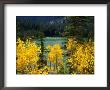 Aspen Above Pear Lake In Autumn, Boulder Mountain, Dixie National Forest, Utah, Usa by Scott T. Smith Limited Edition Print