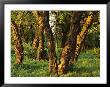 Woodland View Of Gnarled Tree Trunks by Norbert Rosing Limited Edition Print