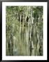 A Great Egret Wading Through A Swamp by Jason Edwards Limited Edition Pricing Art Print