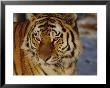 A Close View Of A Siberian Tiger by Dr. Maurice G. Hornocker Limited Edition Print